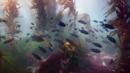 BBC - Life (4 of 10) Fish (2009)