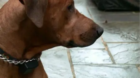 HBO Documentaries One Nation Under Dog-Stories of Fear Loss and Betrayal (2014)