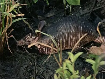 Heinz Sielmann - Galapagos (2004)
