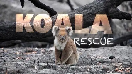 Koala Rescue (2020)