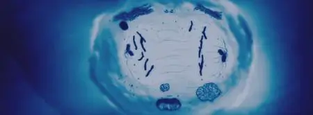 Chimera Strain (2018)