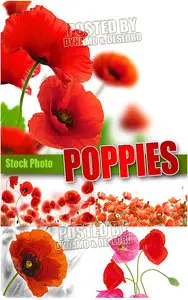 Poppies - UHQ Stock Photo