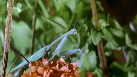 Bugs! 2D A Rainforest Adventure - by Mike Slee (2003)