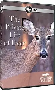 PBS Nature - The Private Life of Deer (2013)