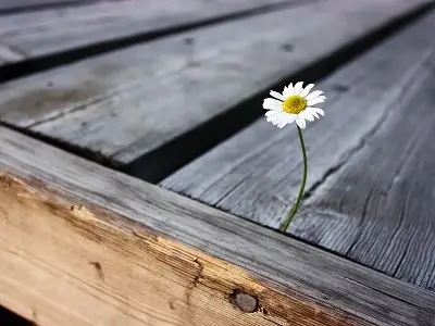 Wallpapers Mania - 44