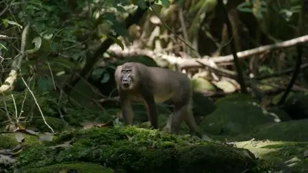 Smithsonian Ch. - Monkeys of Bioko (2020)