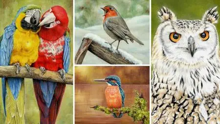 How To Draw Birds Vol 1 - Parrot, Kingfisher, Robin & Owl