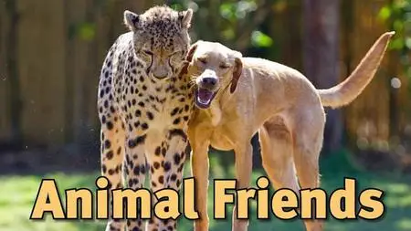 Smithsonian Ch. - Amazing Animal Friends: Series 1 (2021)