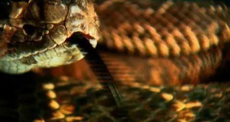 Beauty of Snakes (2003)