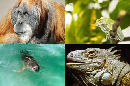 Wallpapers - Animals series  