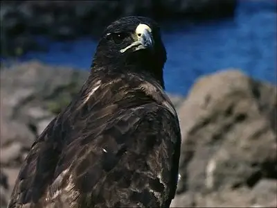 Heinz Sielmann - Galapagos (2004)