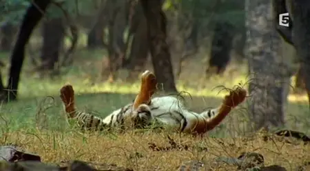 (Fr5) Le royaume de Machli (2013)