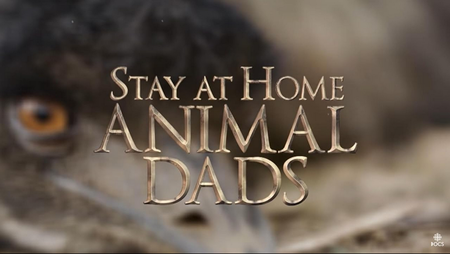 Stay-at-Home Animal Dads (2018)