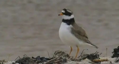 Nature Conservation Films - Give And Take (2001)
