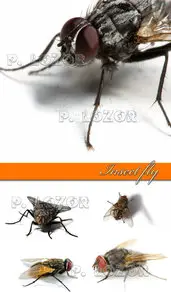 Insect fly