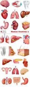 Vectors - Human Anatomy 4