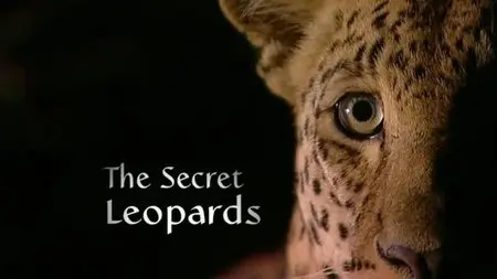 BBC - Natural World: The Secret Leopards (2010)