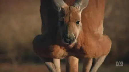 ABC - Australia Remastered: Wild Australians (2020)