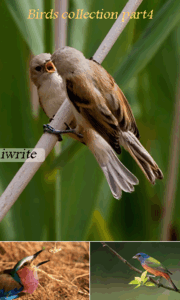 Birds collection part4
