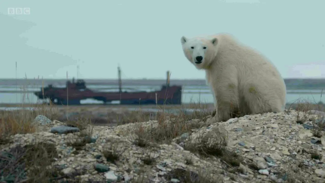 BBC - Life in Polar Bear Town with Gordon Buchanan (2016)