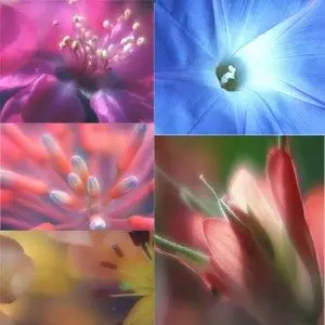 Macro photography (Fuzzy effect)