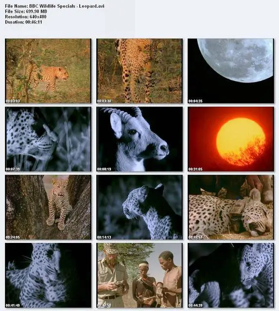 BBC Wildlife Specials : Leopard