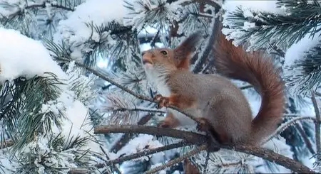 Tale of a Forest / Metsän tarina (2012)