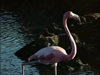 Heinz Sielmann - Galapagos (2004)