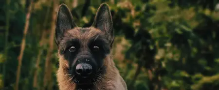 A Breed Apart (2025)
