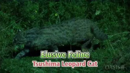 NHK Wildlife - Elusive Feline: Tsushima Leopard Cat (2011)
