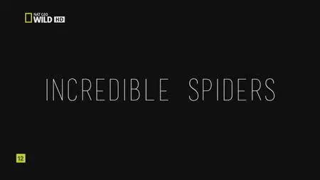 National Geographic - Incredible Spiders (2016)