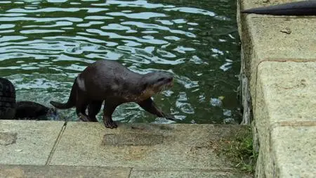 Otter Dynasty (WT) S01E05