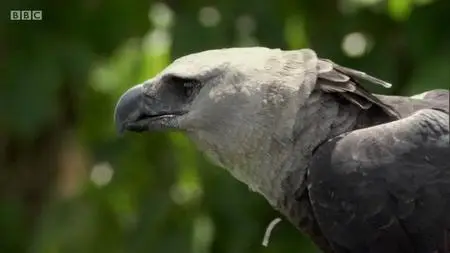 BBC - Natural World: The Monkey-Eating Eagle of the Orinoco (2010)