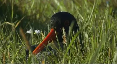Nature Conservation Films - Give And Take (2001)