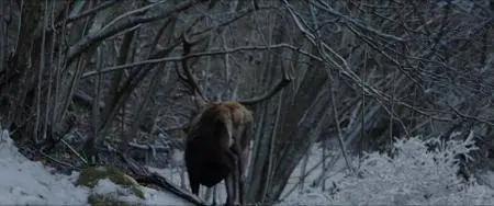 The Skin of the Wolf (2018)