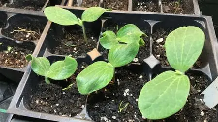 Appalachian Gardening