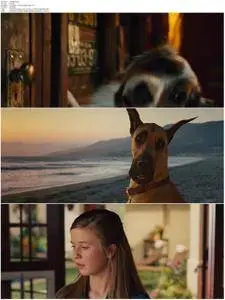 Marmaduke (2010)