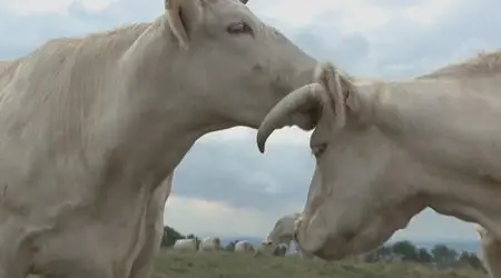 Bovines / A Cow's Life - by Emmanuel Gras (2011)