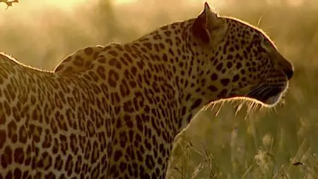 BBC - Natural World: The Secret Leopards (2010)