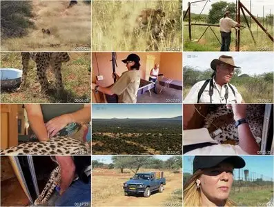 Cheetah Kingdom - S01E01