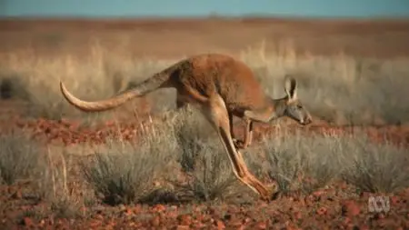 ABC - Australia Remastered: Wild Australians (2020)