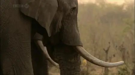 Natural World - Elephants Without Borders