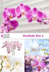 Photos - Orchids Set 2