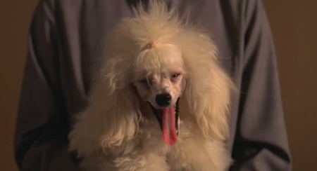 Barking Dogs Never Bite (2000)