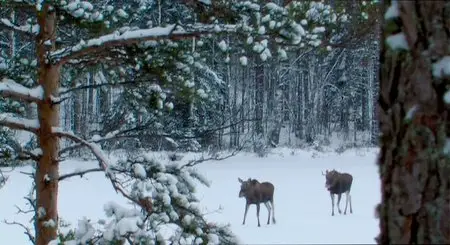 Tale of a Forest / Metsän tarina (2012)