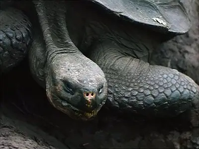 Heinz Sielmann - Galapagos (2004)
