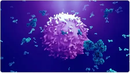 Antigens: The Structure, Function, and Immune Response