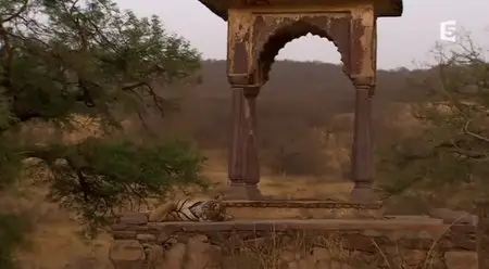 (Fr5) Le royaume de Machli (2013)