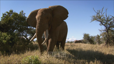 BBC - Ivory Wars Out Of Africa (2012)