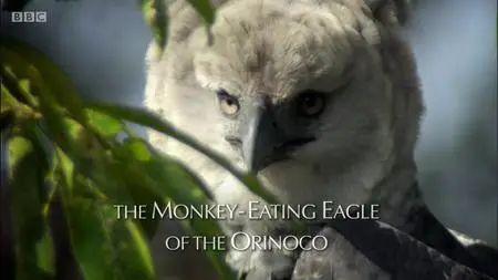 BBC - Natural World: The Monkey-Eating Eagle of the Orinoco (2010)